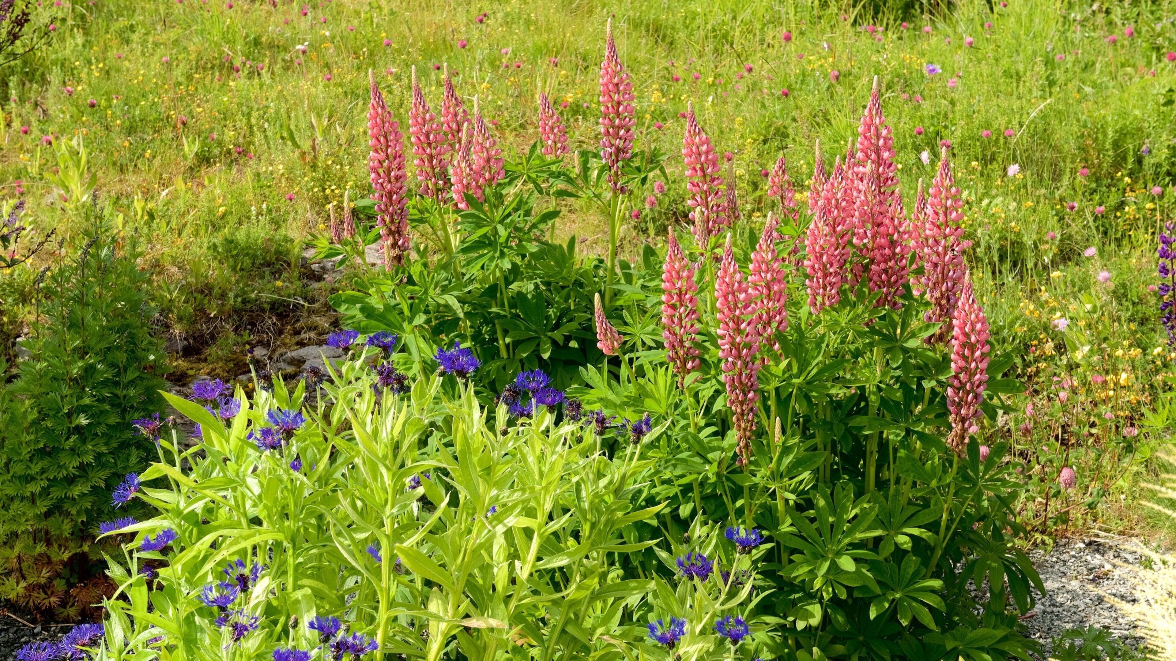 Trondenes Historical Centre which includes wildflowers