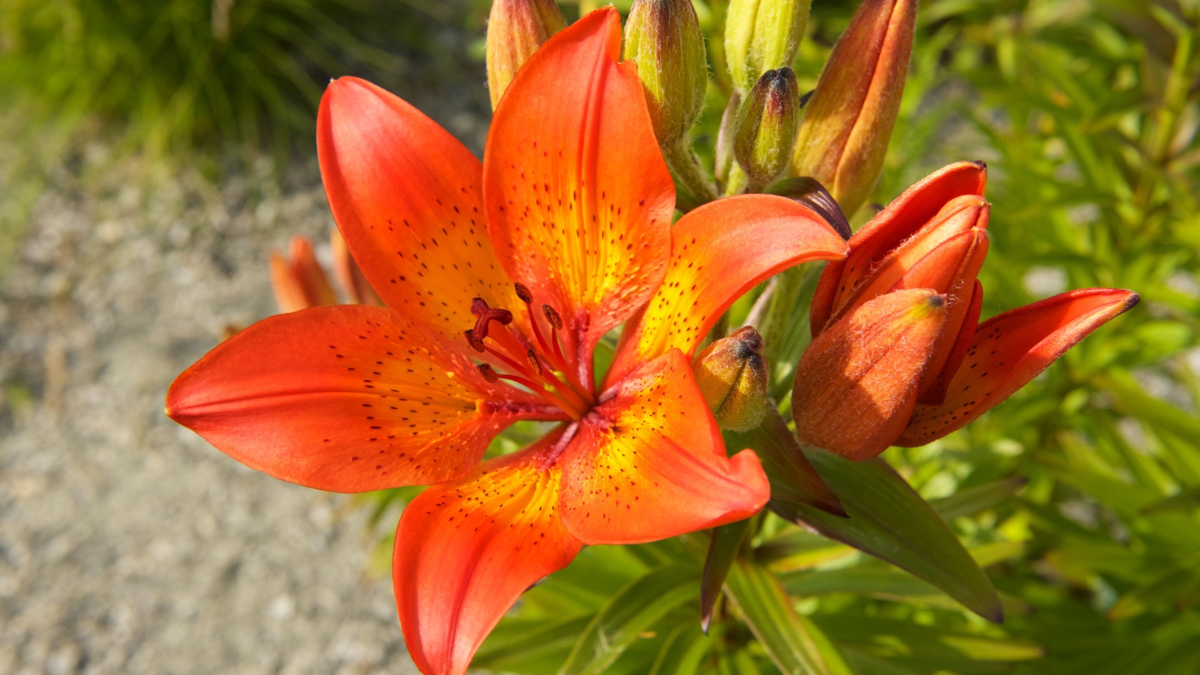 Trondenes historiske senter som viser blomster