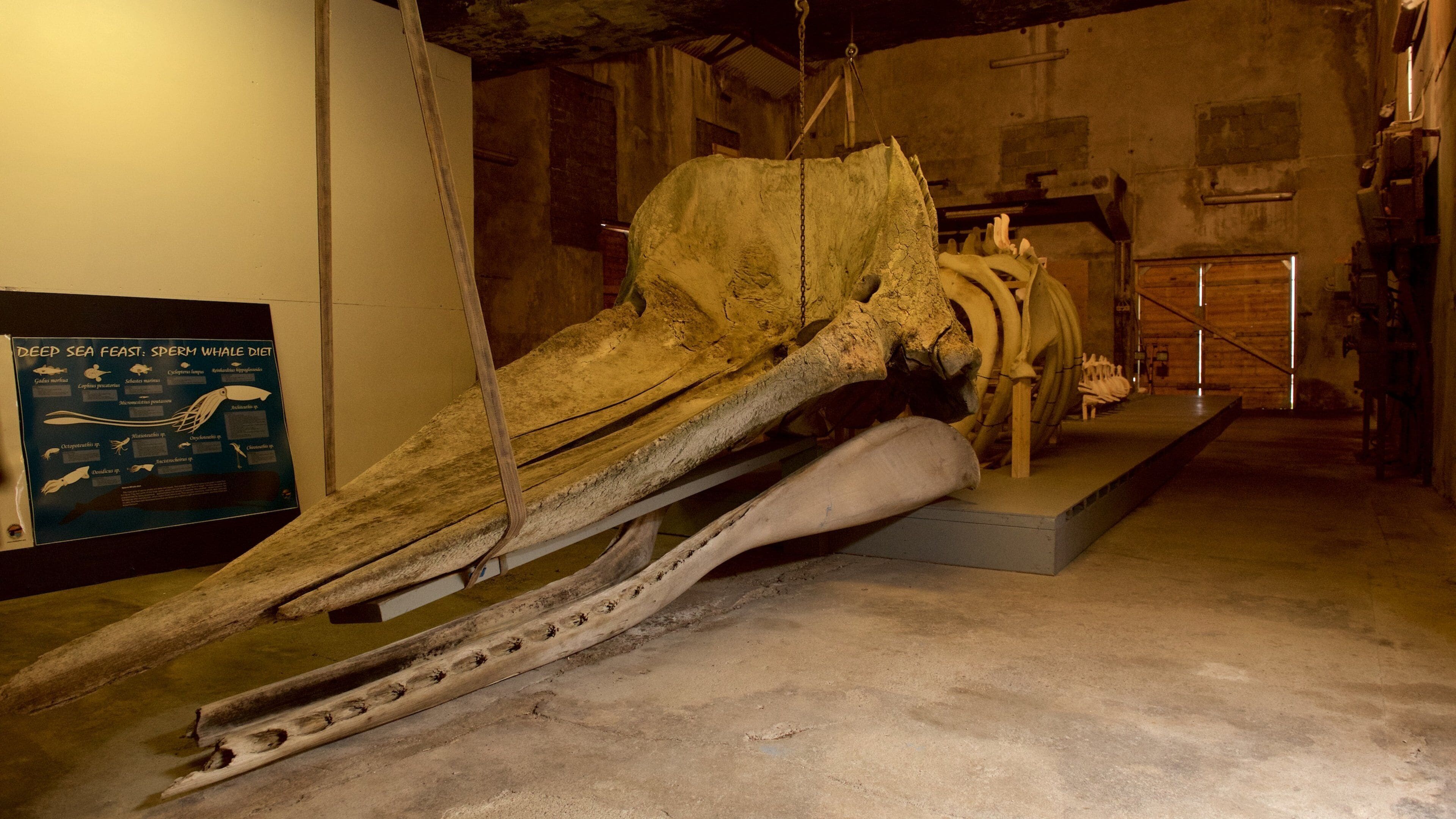 Whale Center featuring marine life