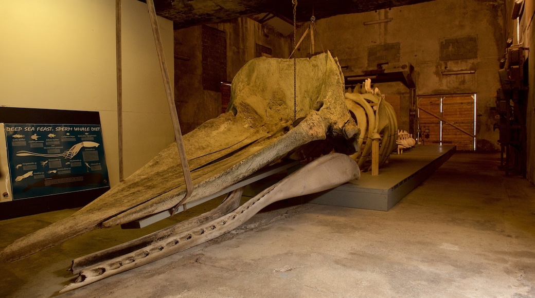 Whale Center featuring marine life