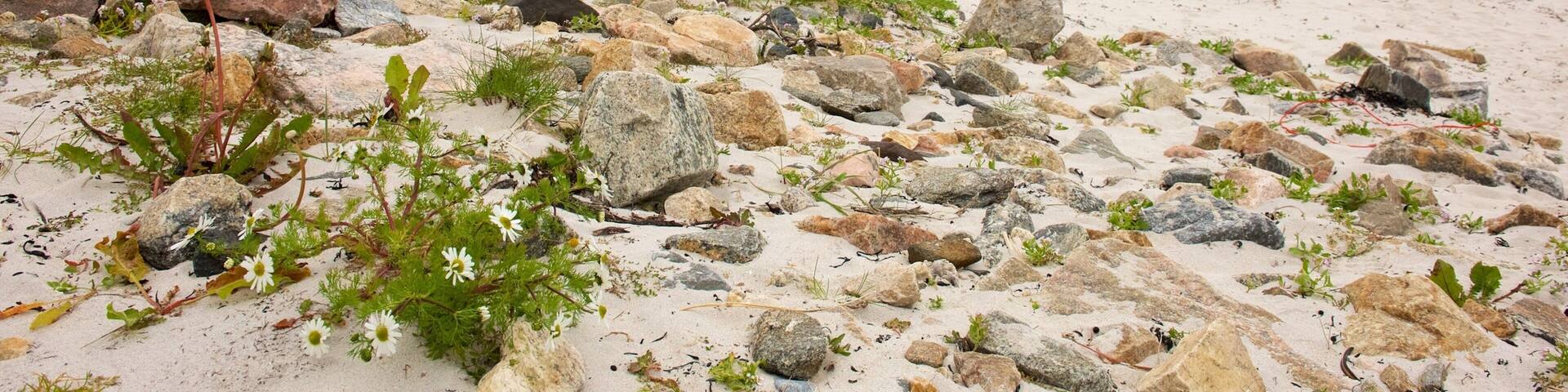 Bleik Beach showing a coastal town and a beach