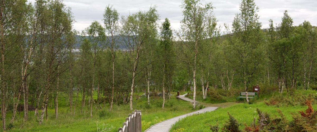 Alta Rock Carvings which includes forest scenes and a garden