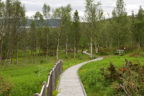 アルタの岩石画 表示 森林の風景 と 公園