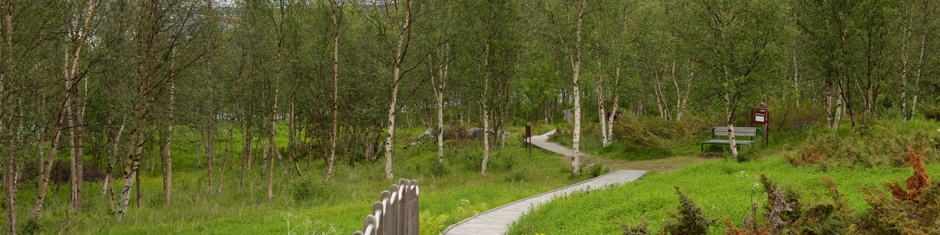 Alta Rock Carvings showing a garden and forests