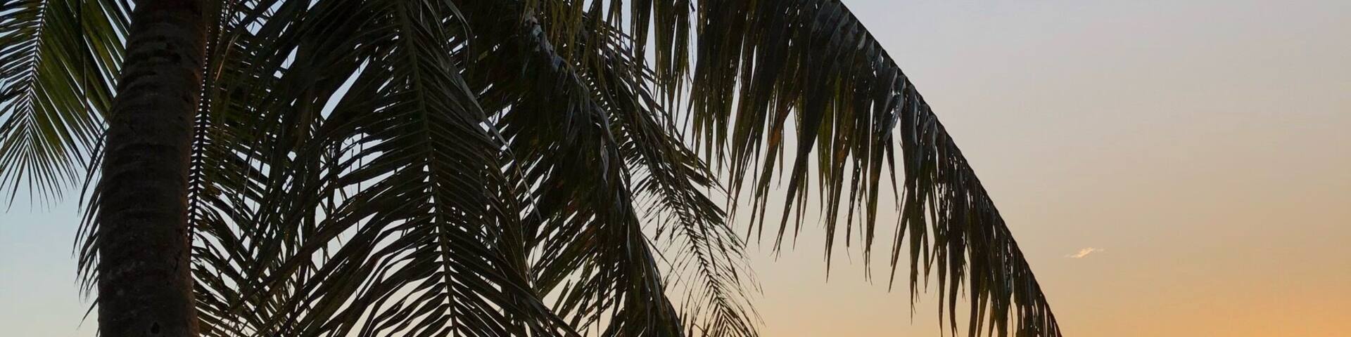 A palm tree in the foreground with a sunset over the ocean.