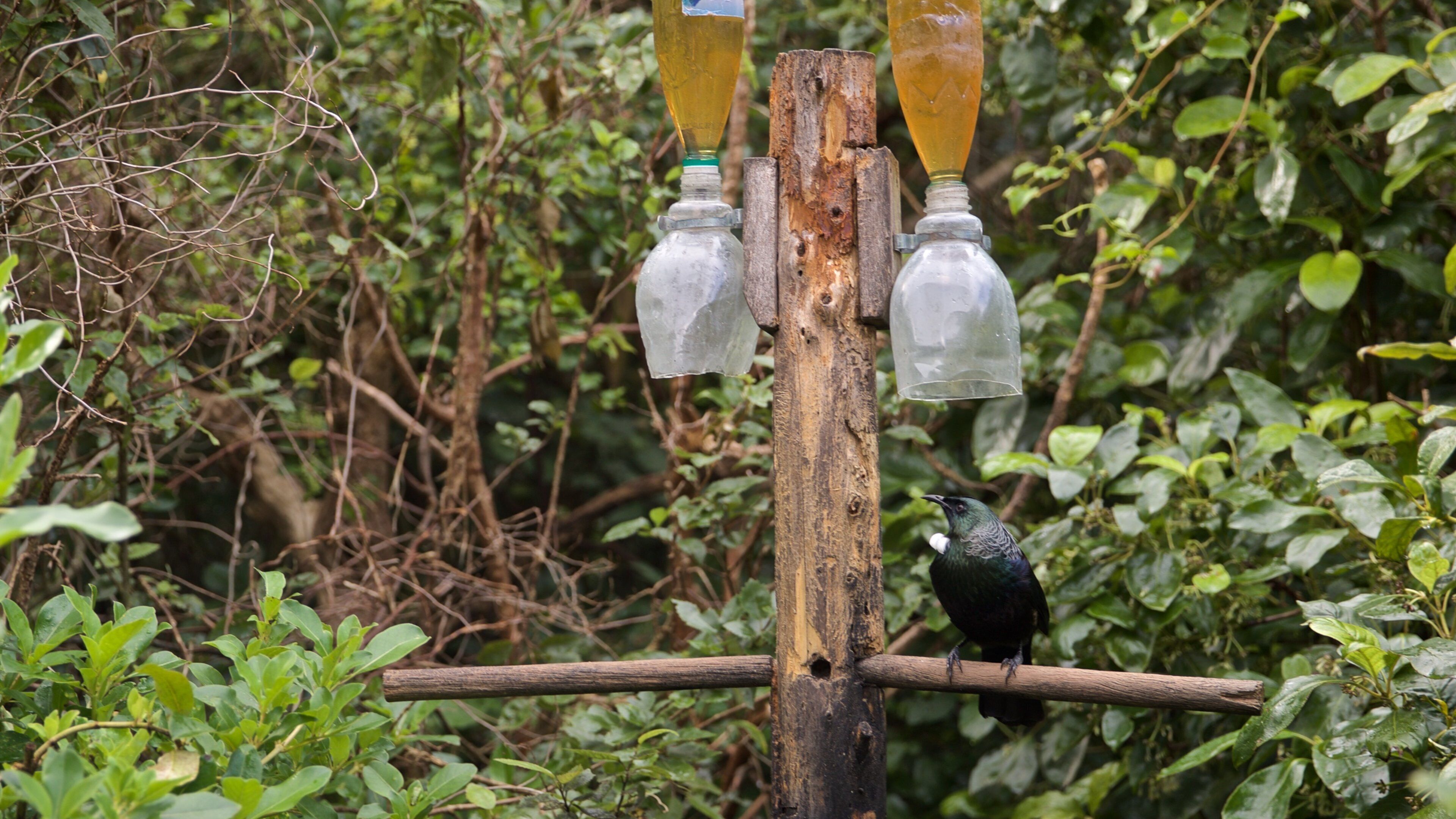 Zealandia which includes forest scenes and bird life