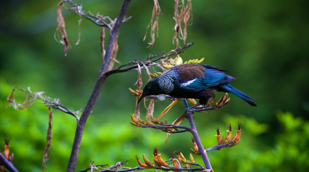 ジーランディア