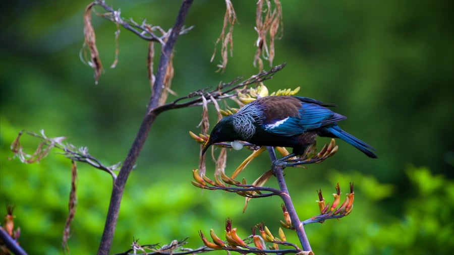 Zealandia presenterar fåglar och blommor