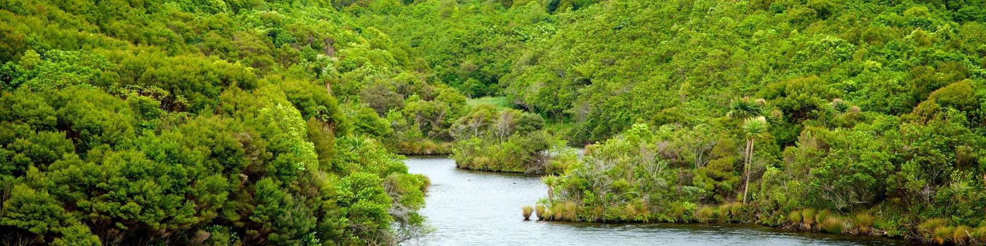 Zealandia mostrando montañas, escenas forestales y un río o arroyo
