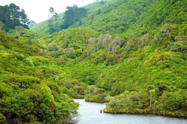 Zealandia showing a river or creek, mountains and forest scenes