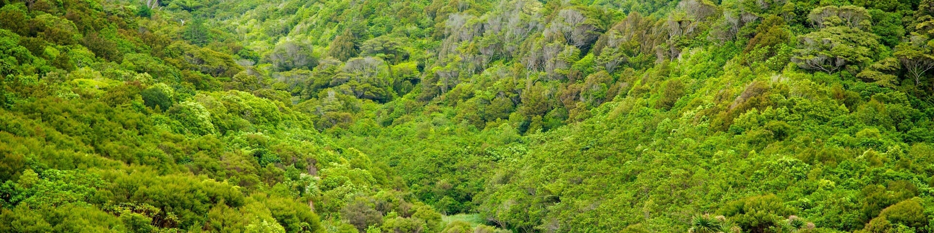 Zealandia montrant montagnes, scènes forestières et rivière ou ruisseau
