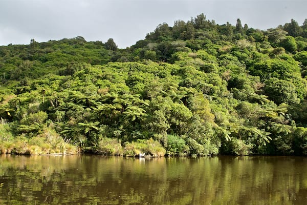 Zealandia which includes a river or creek and forest scenes