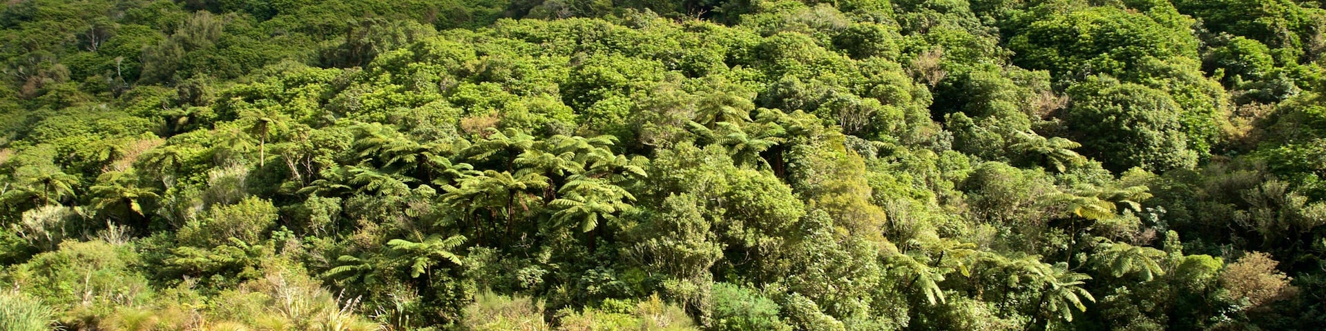 Zealandia which includes a river or creek and forest scenes