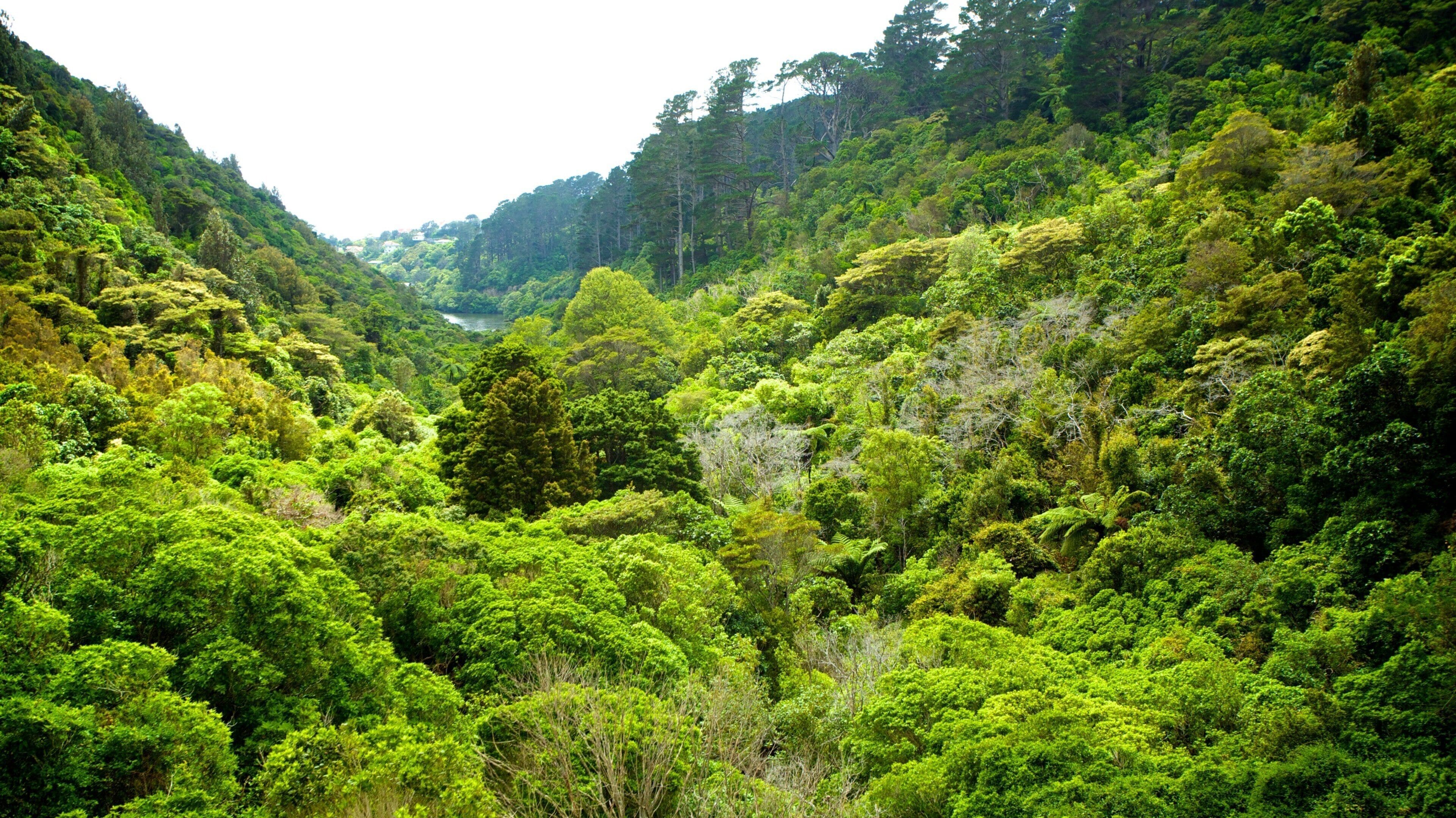 Une vallée verdoyante et luxuriante, avec une forêt dense et une rivière.