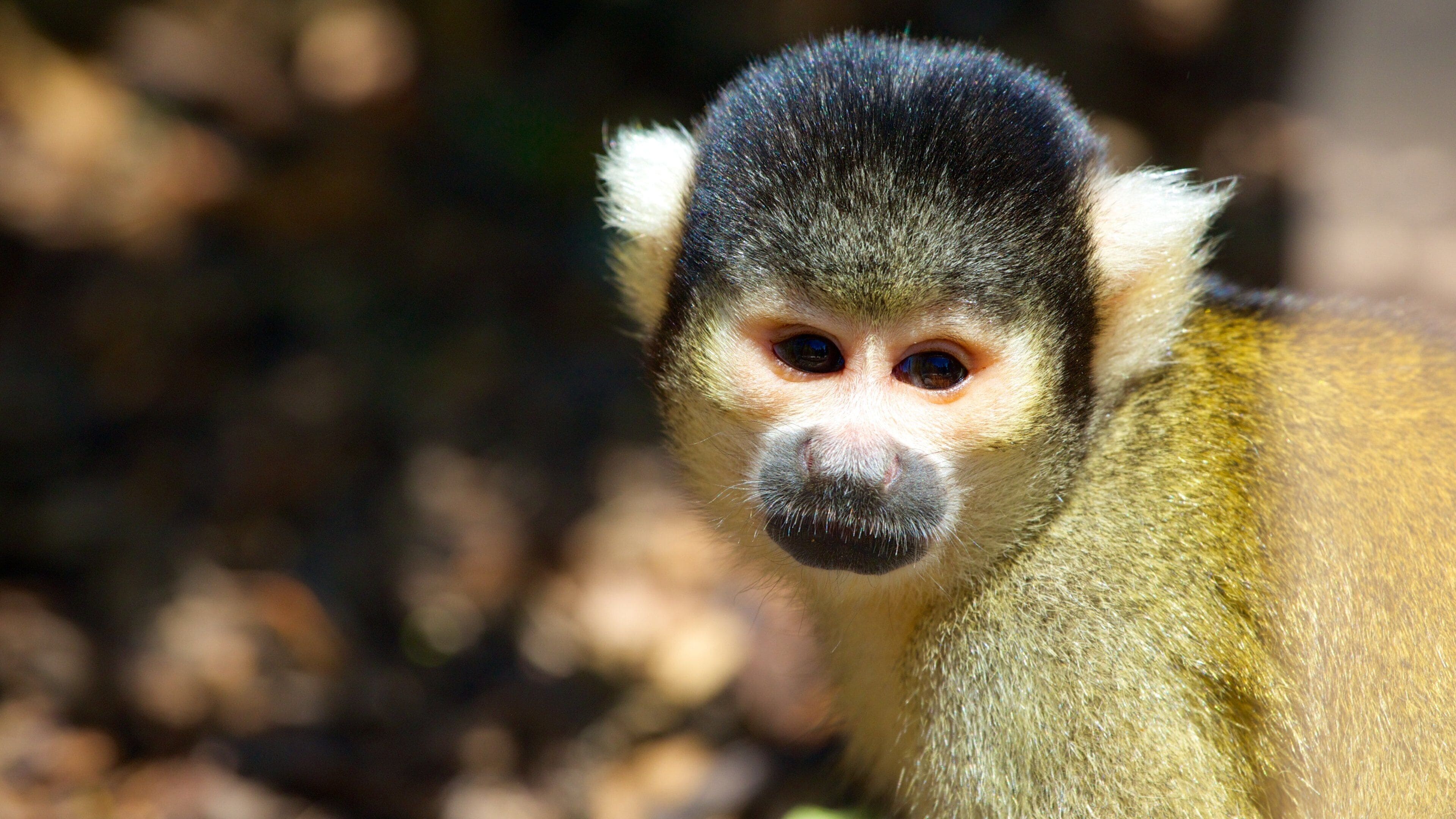 สวนสัตว์เวลลิงตัน ซึ่งรวมถึง สัตว์ และ สัตว์ในสวนสัตว์