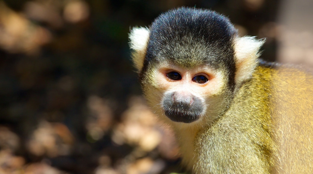 Wellington Zoo which includes zoo animals and animals