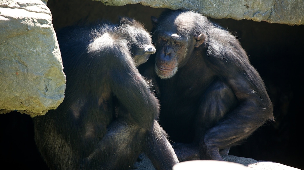 Wellington Zoo featuring animals and zoo animals