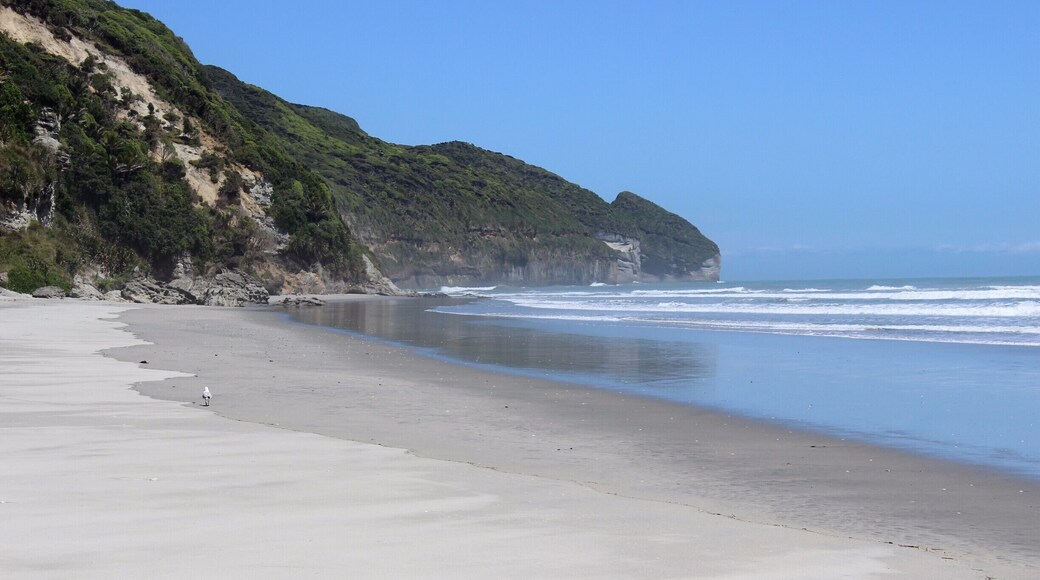 A seagull walks the beach at Farewell Spit. #LifeAtExpedia