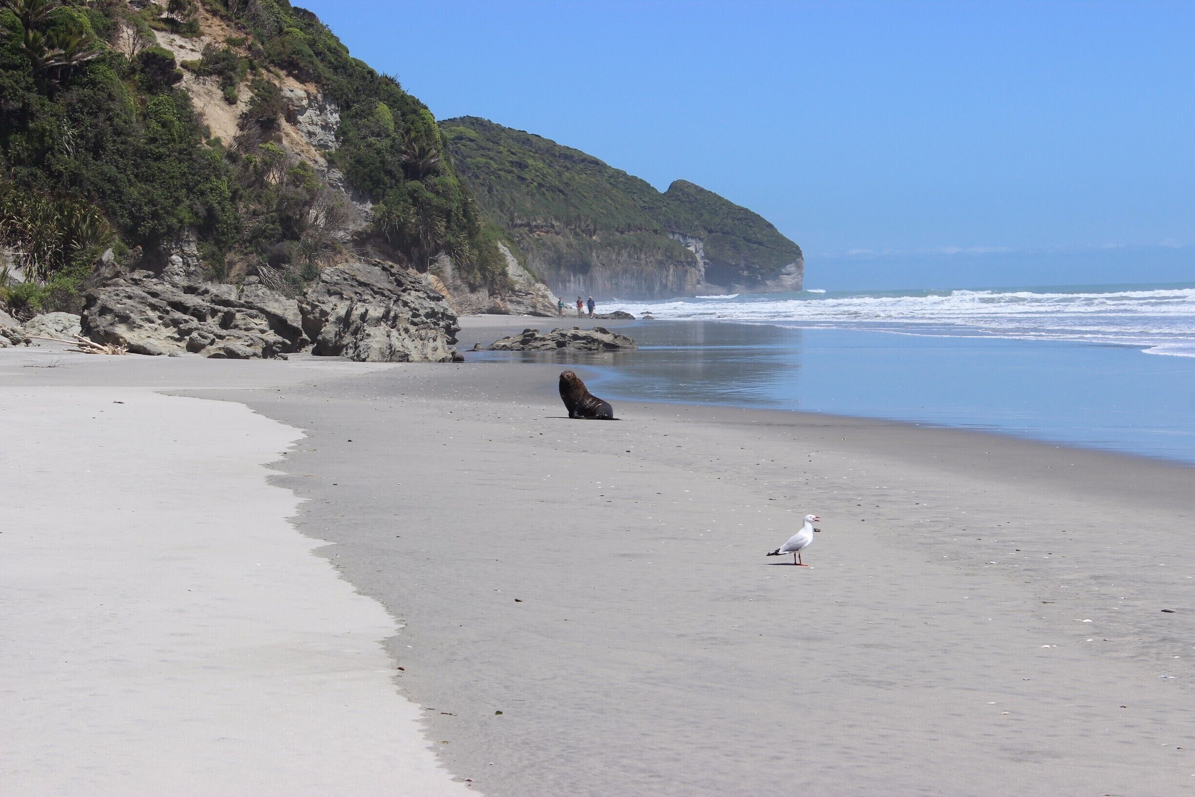 A seal comes ashore right where we're standing.