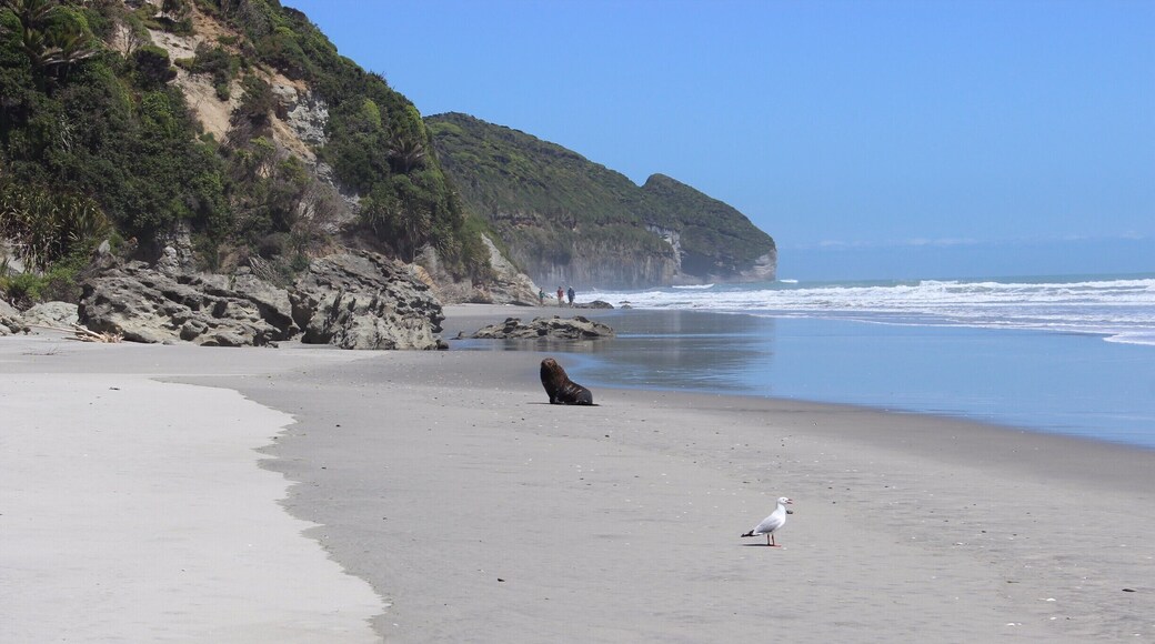 A seal comes ashore right where we're standing.