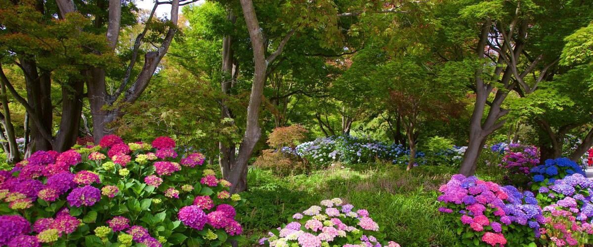 Christchurch Botanic Gardens som viser blomster og en have
