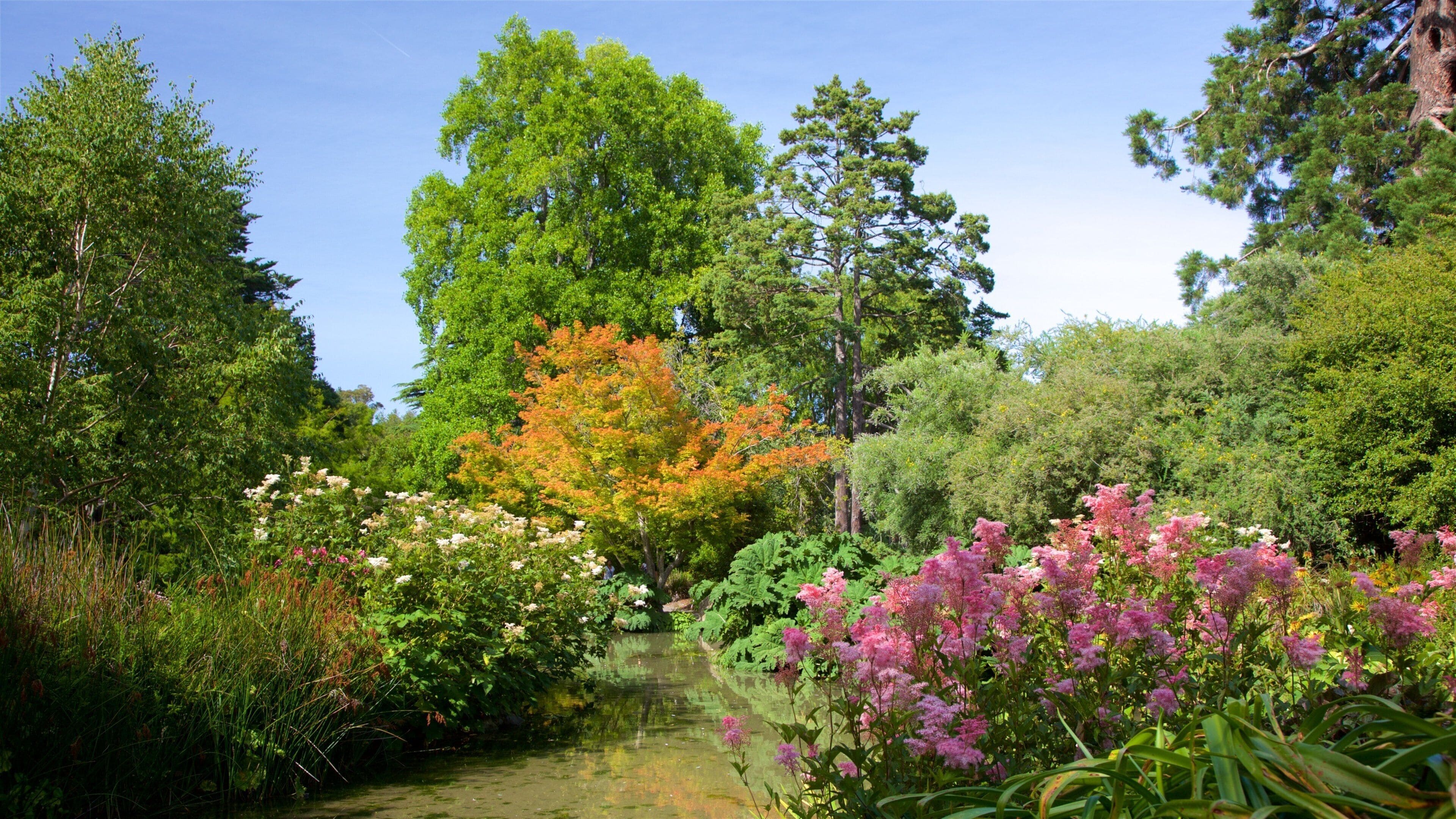 En have med et bassin, forskellige træer og blomstrende planter.