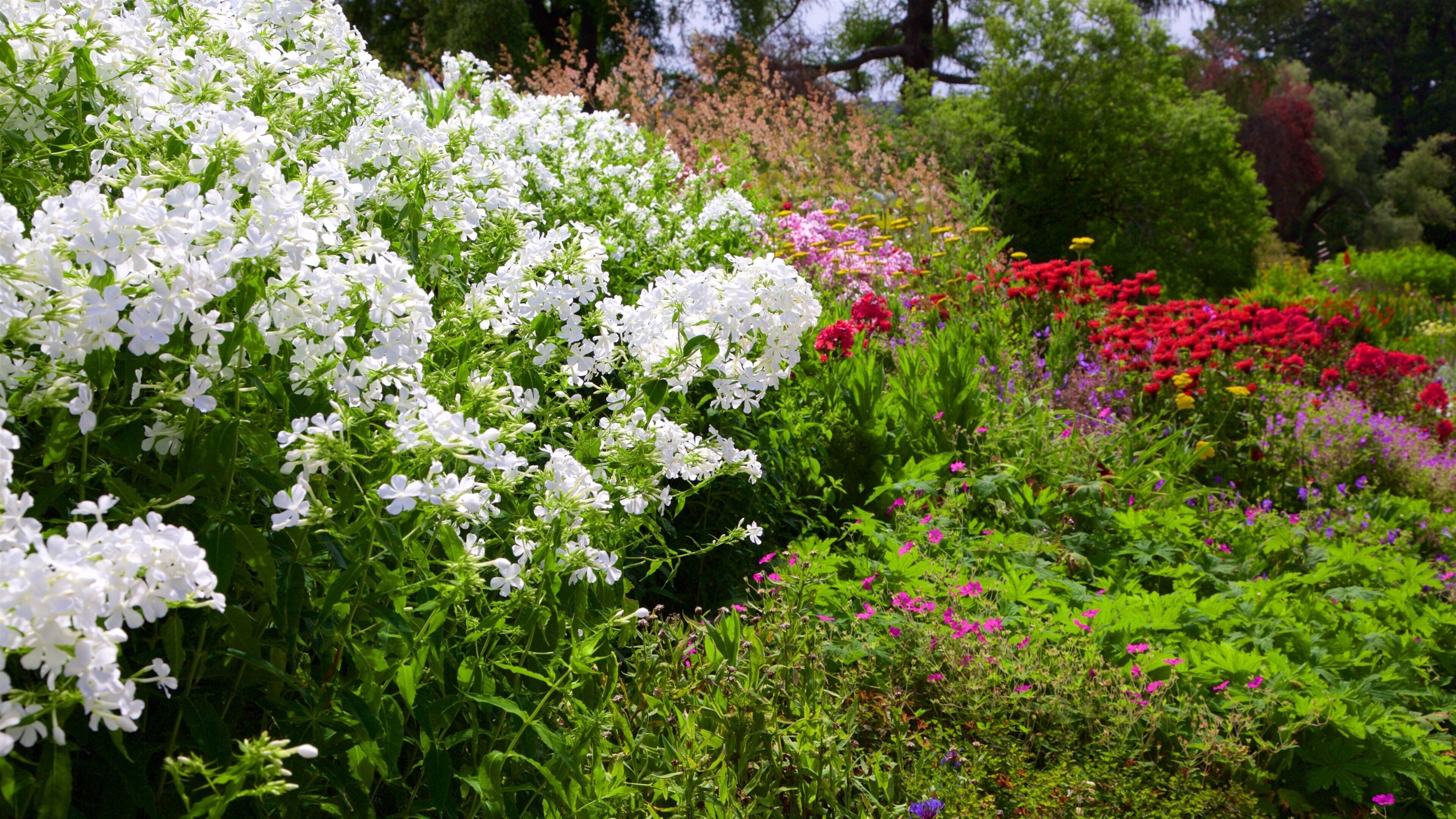 Jardins botaniques de Christchurch mettant en vedette jardin et fleurs