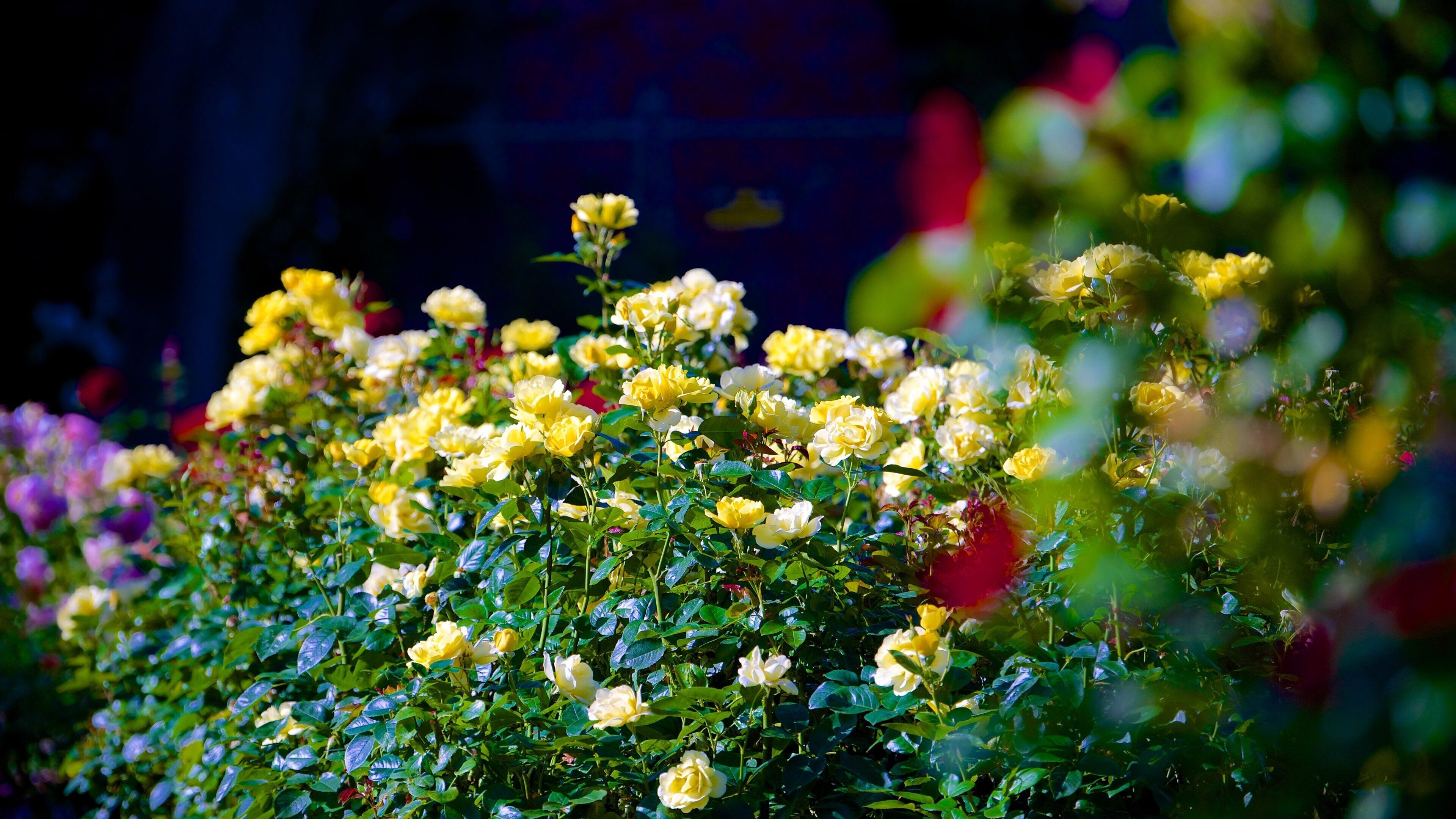 Mona Vale which includes flowers