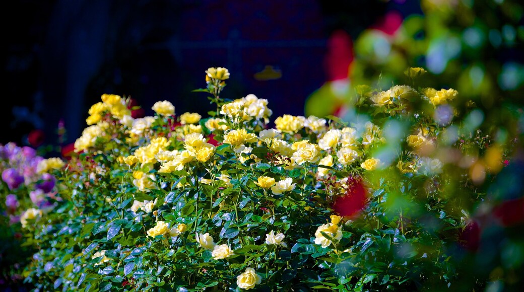 Mona Vale which includes flowers