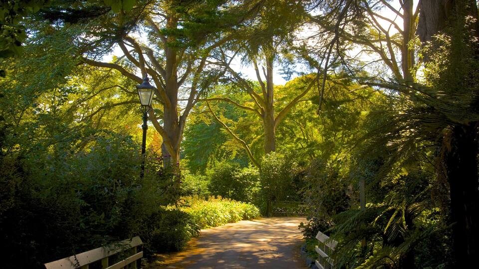 Mona Vale showing a garden