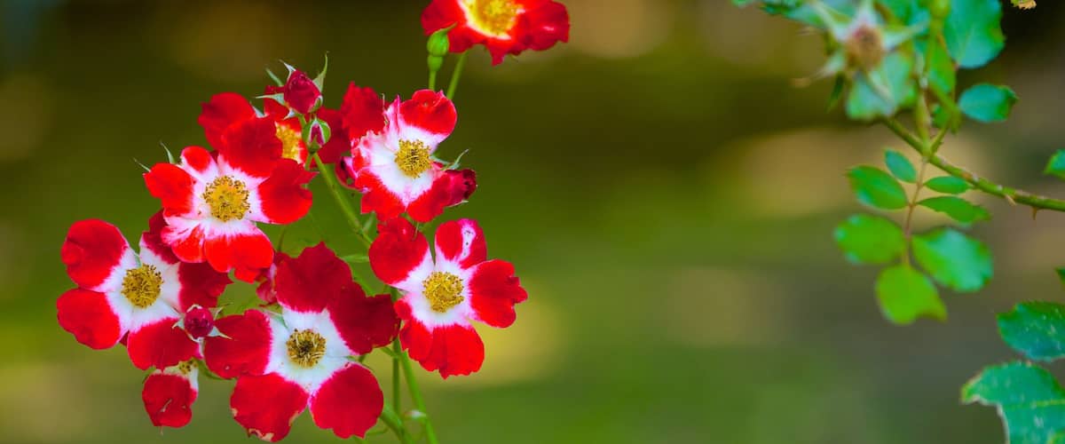 Mona Vale showing flowers