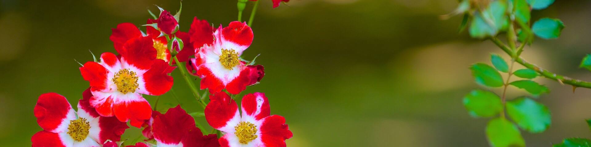 A cluster of red and white flowers with yellow centers, surrounded by green foliage.