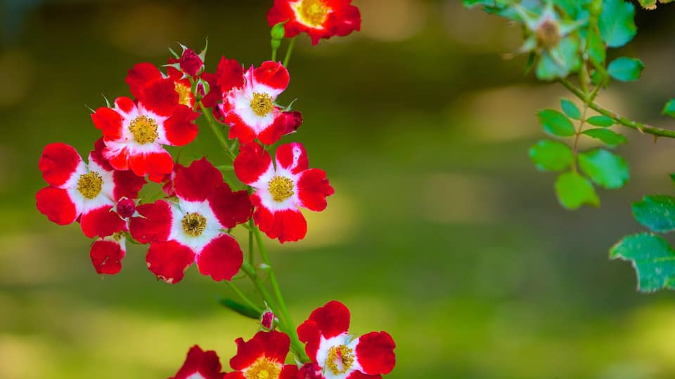 Mona Vale showing flowers