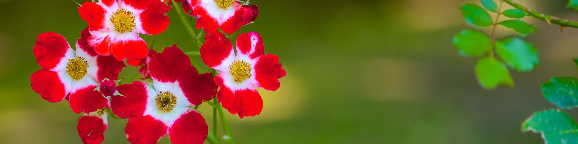Mona Vale showing flowers