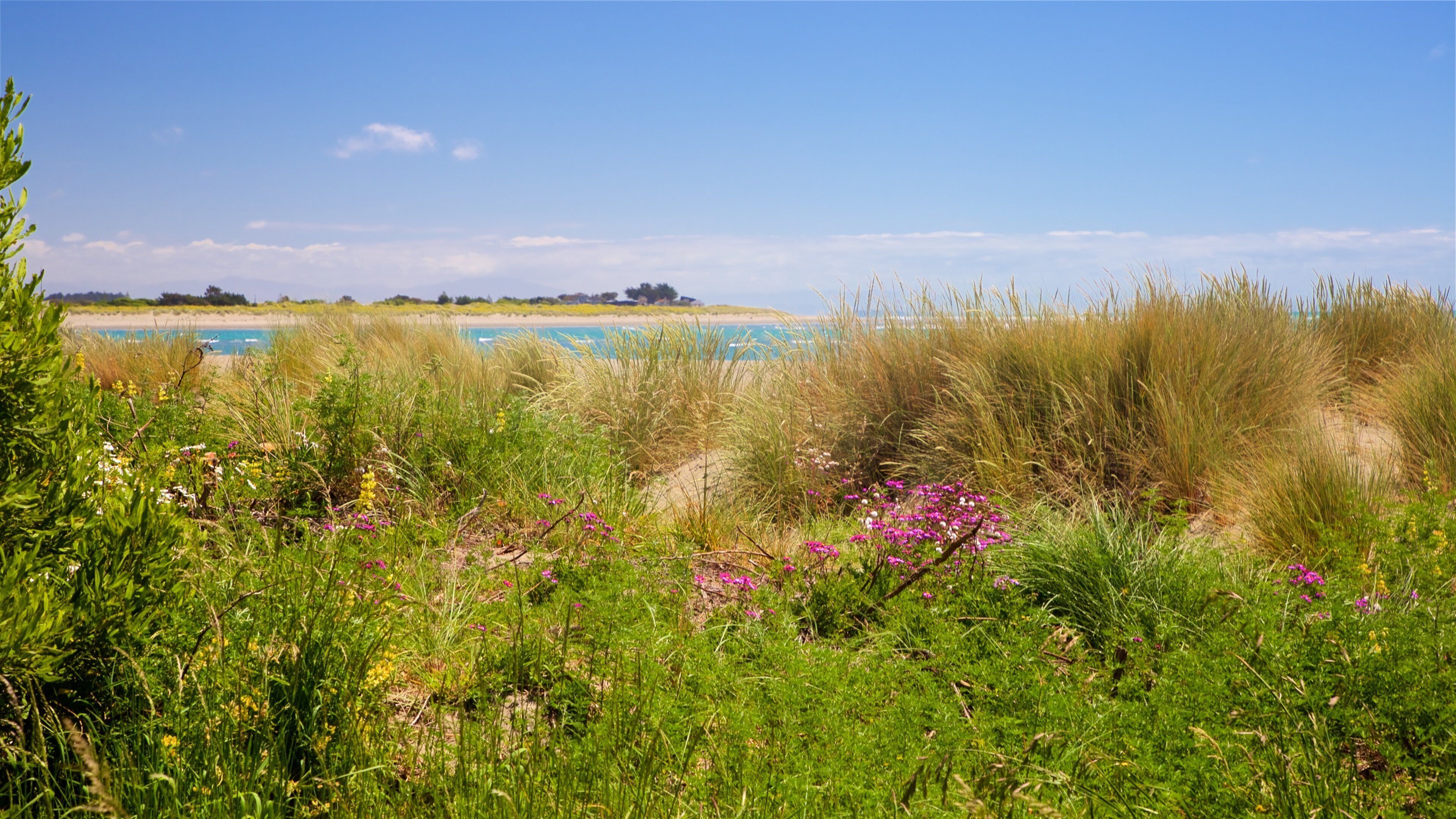 Sumner Beach showing general coastal views and wildflowers