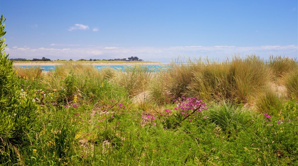 Sumner Beach showing general coastal views and wildflowers