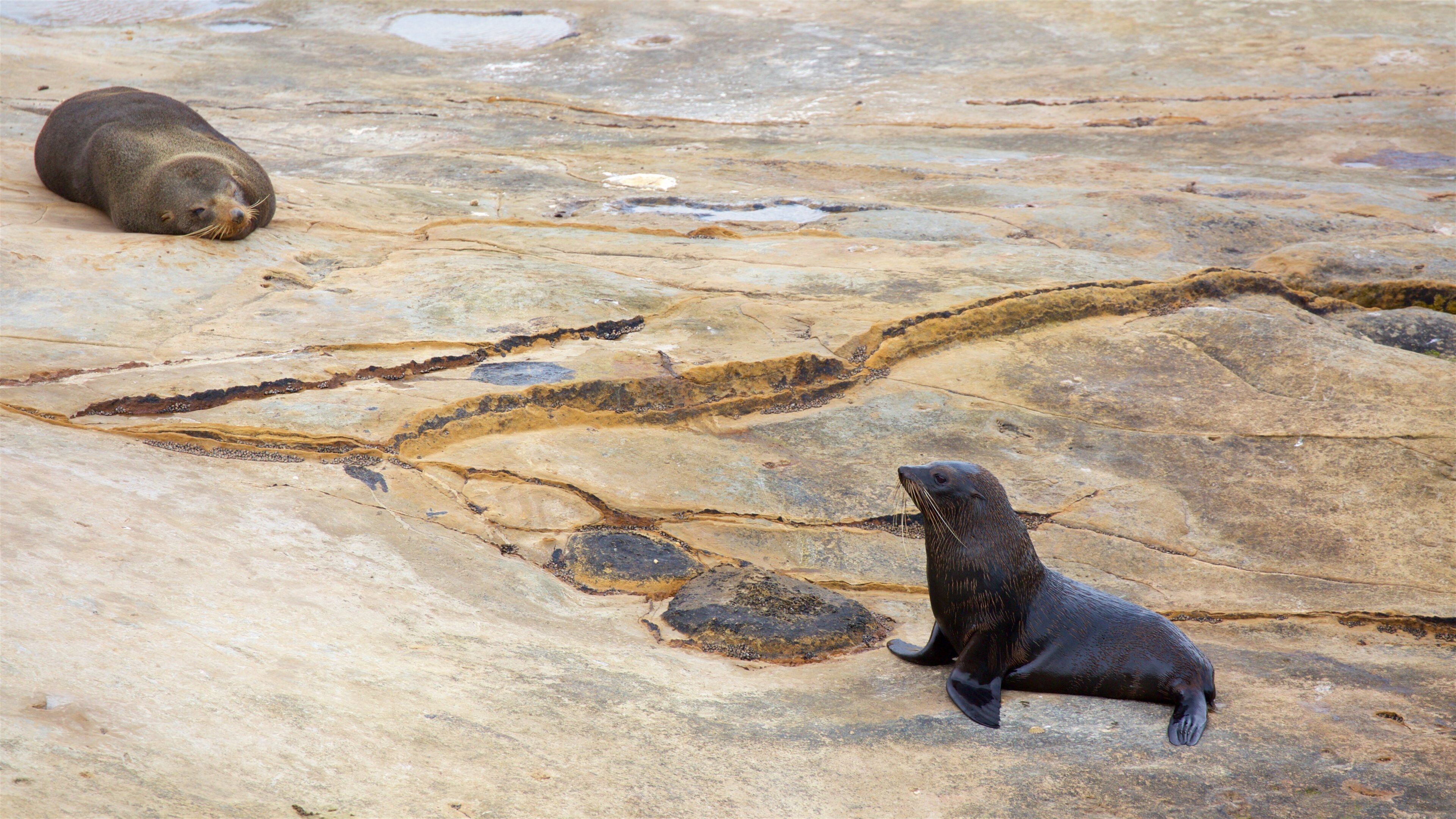 Shag Point Scenic Reserve mostrando costa escarpada y vida marina