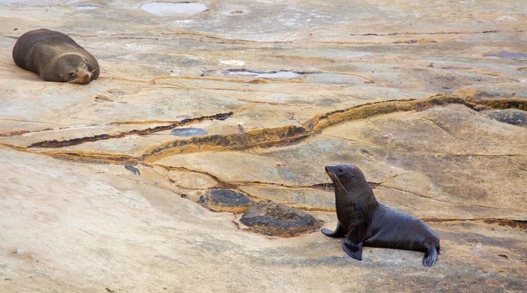 Shag Point Scenic Reserve mostrando costa escarpada y vida marina