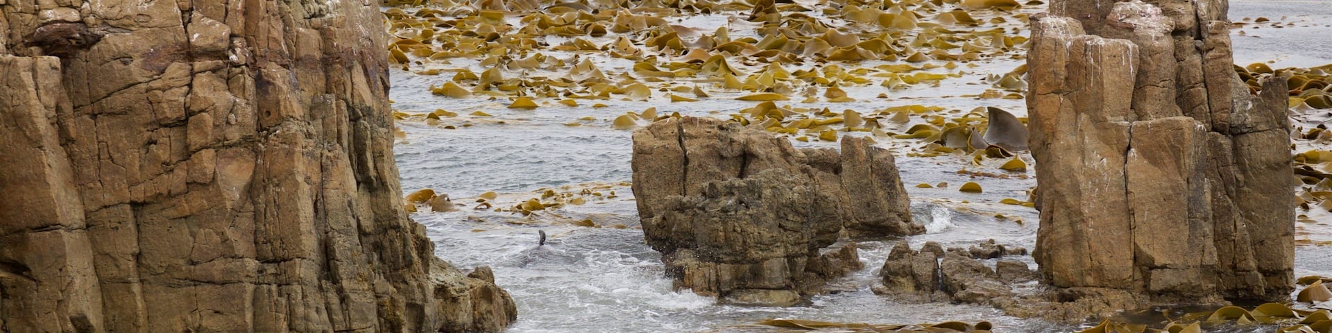 Shag Point Scenic Reserve welches beinhaltet Meeresbewohner und FelskĂŒste