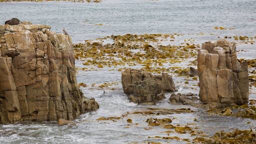 Shag Point 風景保護區 其中包括 多岩石的海岸線 和 海洋生物