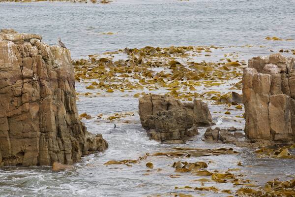 Shag Point Scenic Reserve welches beinhaltet Meeresbewohner und FelskĂŒste