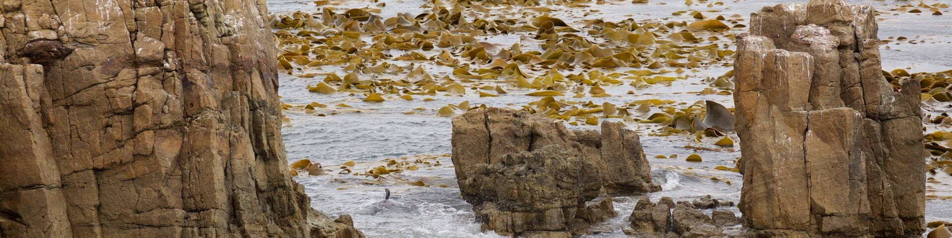 Shag Point Scenic Reserve que incluye costa rocosa y vida marina