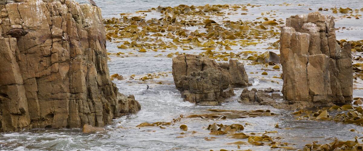 Rocky formations with seaweed along a coastal area.