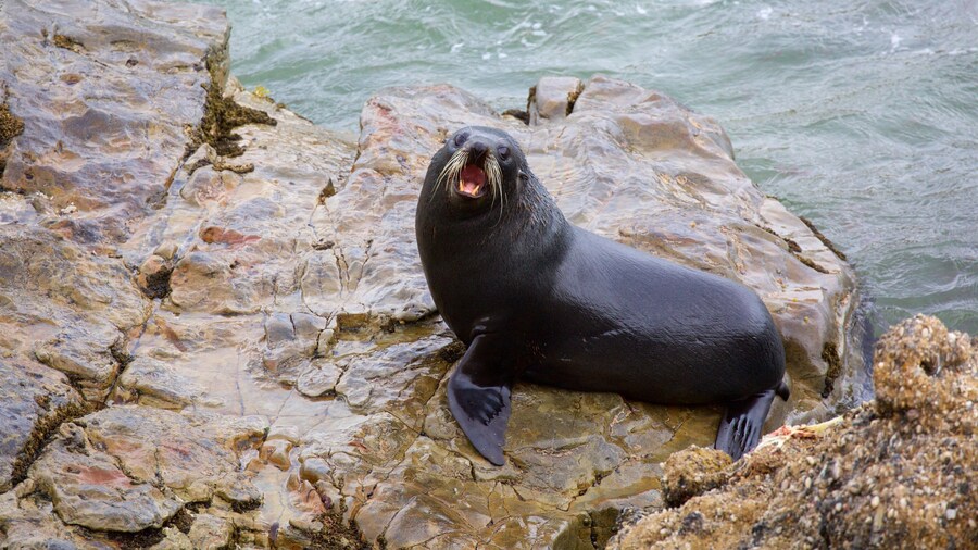 Shag Point Scenic Reserve ofreciendo vida marina y costa rocosa