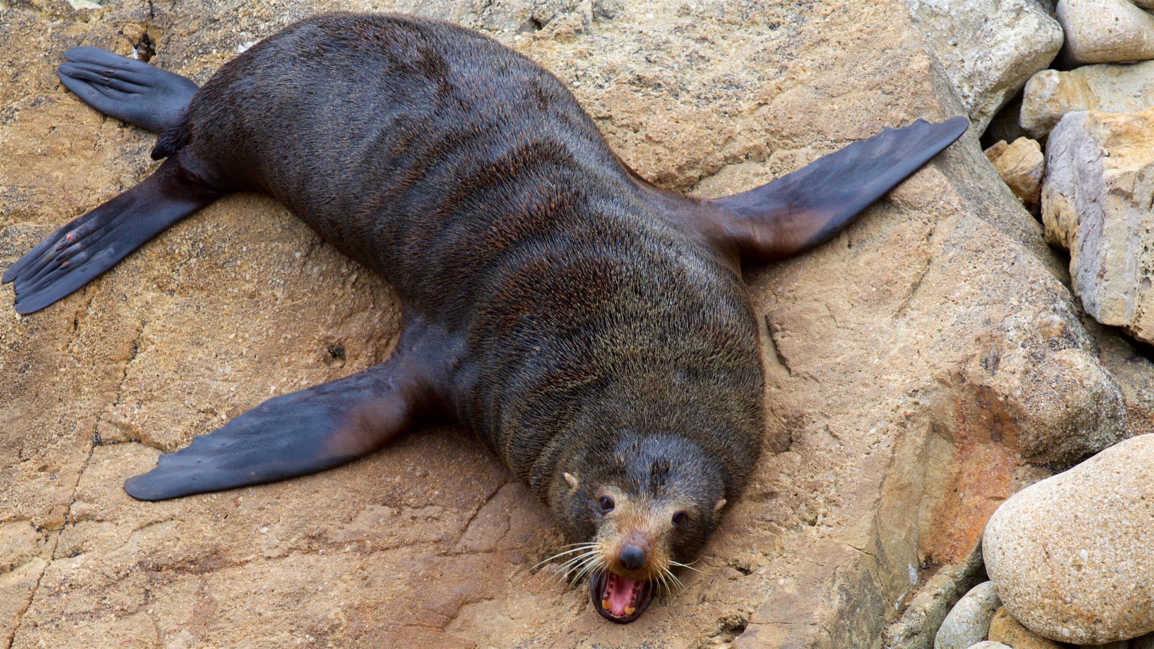 Shag Point Scenic Reserve mostrando litoral acidentado e vida marinha