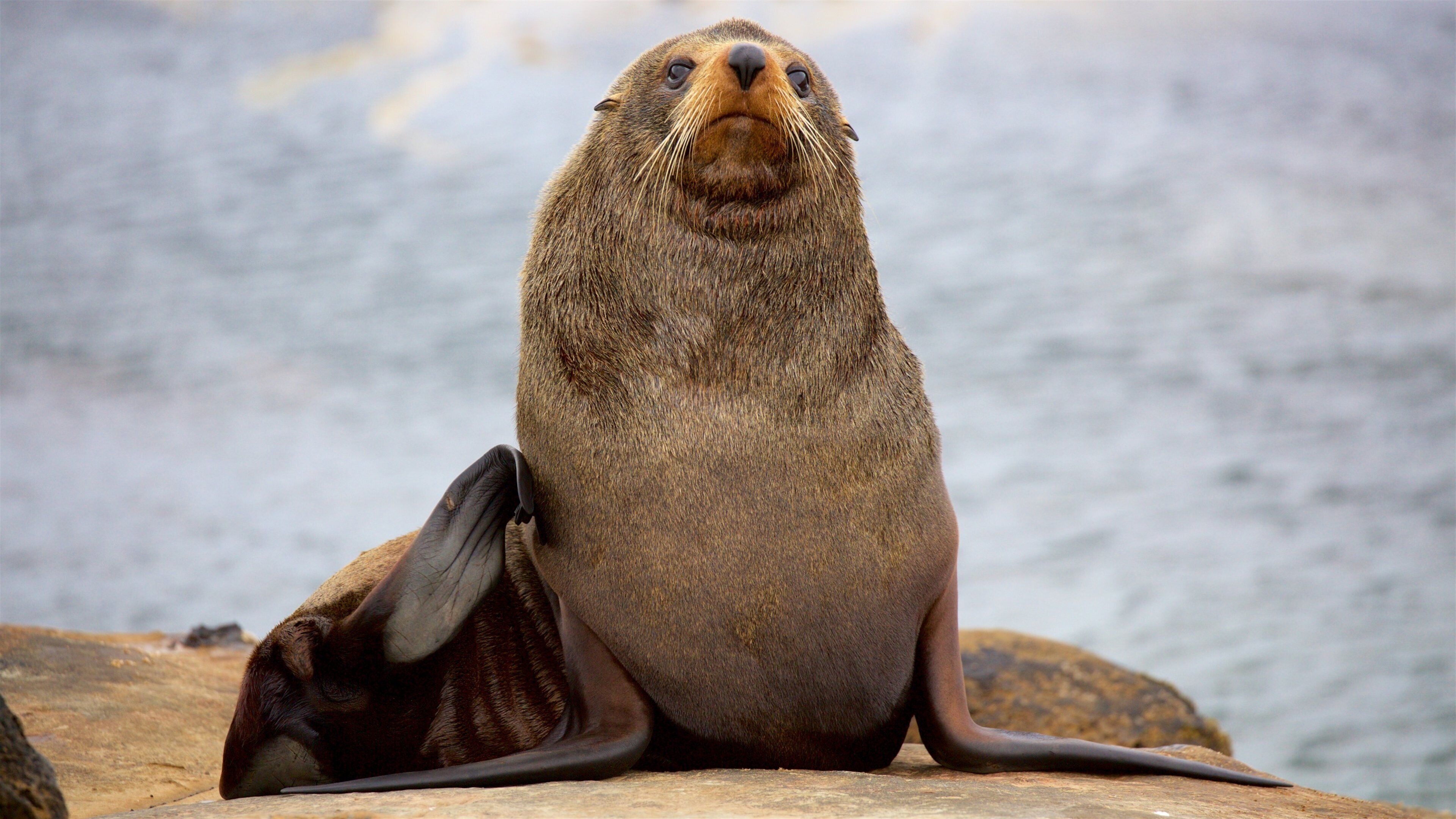 Shag Point Scenic Reserve featuring rocky coastline and marine life