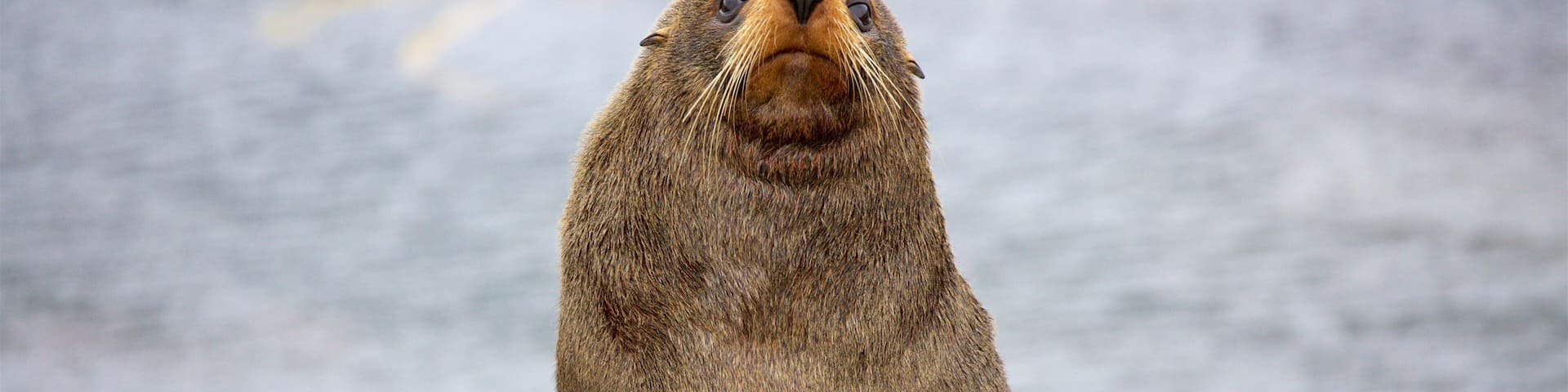 Shag Point Scenic Reserve showing rocky coastline and marine life
