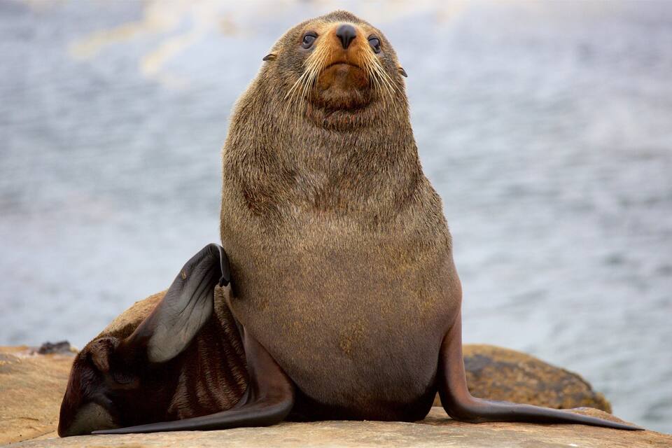 Uma foca sentada sobre uma rocha perto da água.