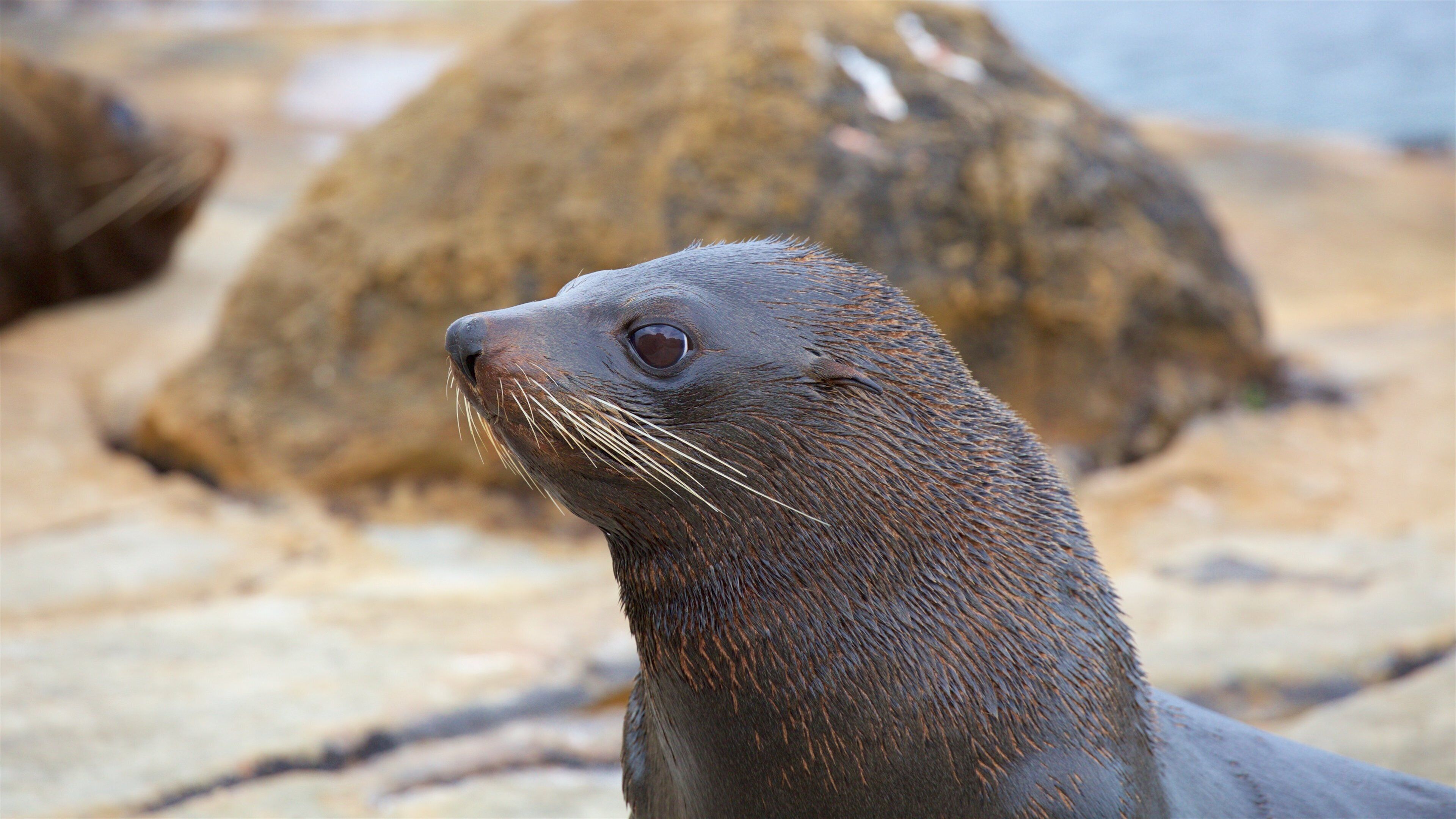 Shag Point 風景保護區 其中包括 海洋生物 和 多岩石的海岸線