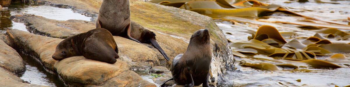 Shag Point Scenic Reserve which includes marine life and rugged coastline